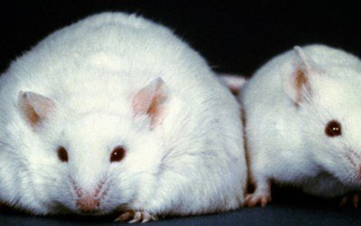 Yes, you should be taking a probiotic supplement. Here’s why …