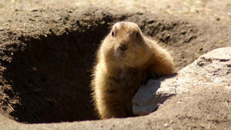 groundhog coming out of hole